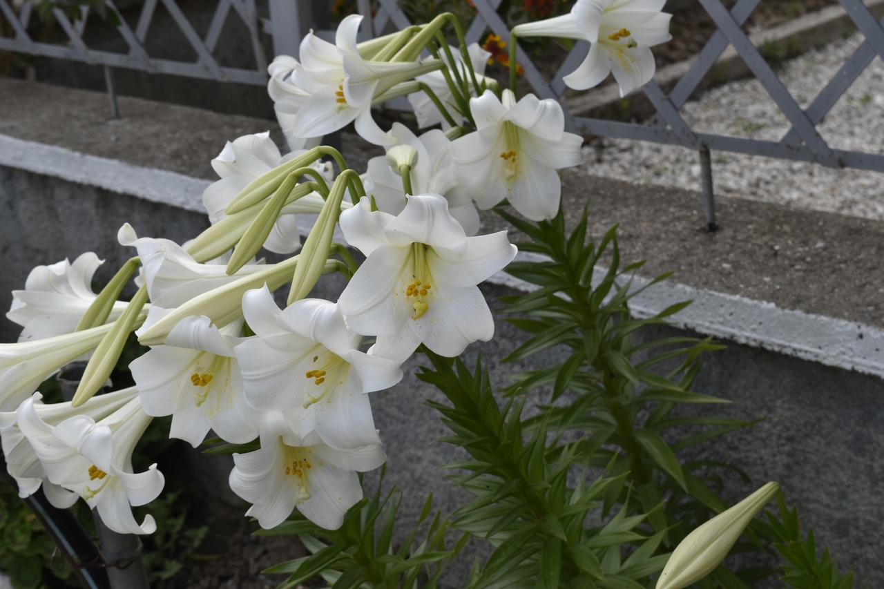 Guesthouse Rondo 希马拉 外观 照片
